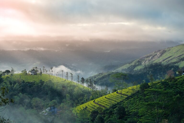 Kerala Vacations from Delhi: The Perfect 6 Days Itinerary