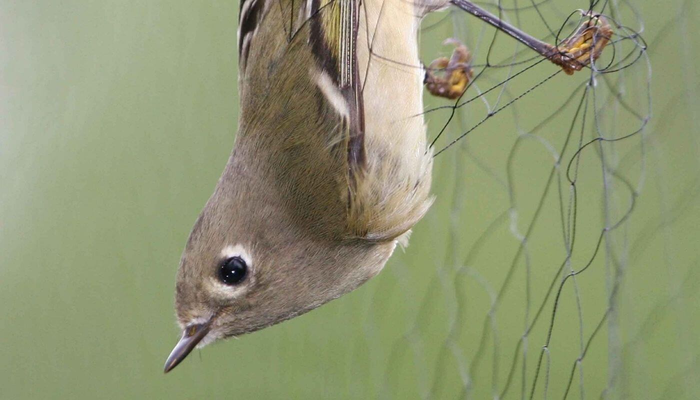 What Is Bird Netting?