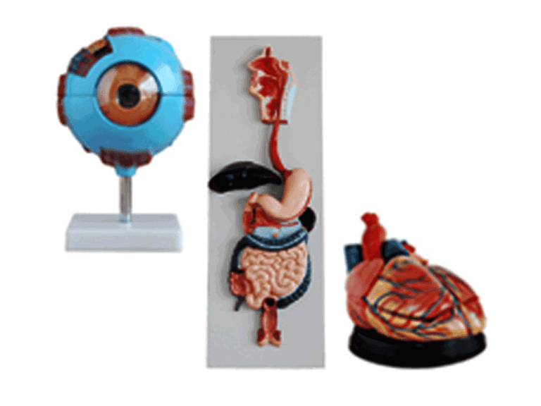 Top 10 Biology Lab Equipment For School