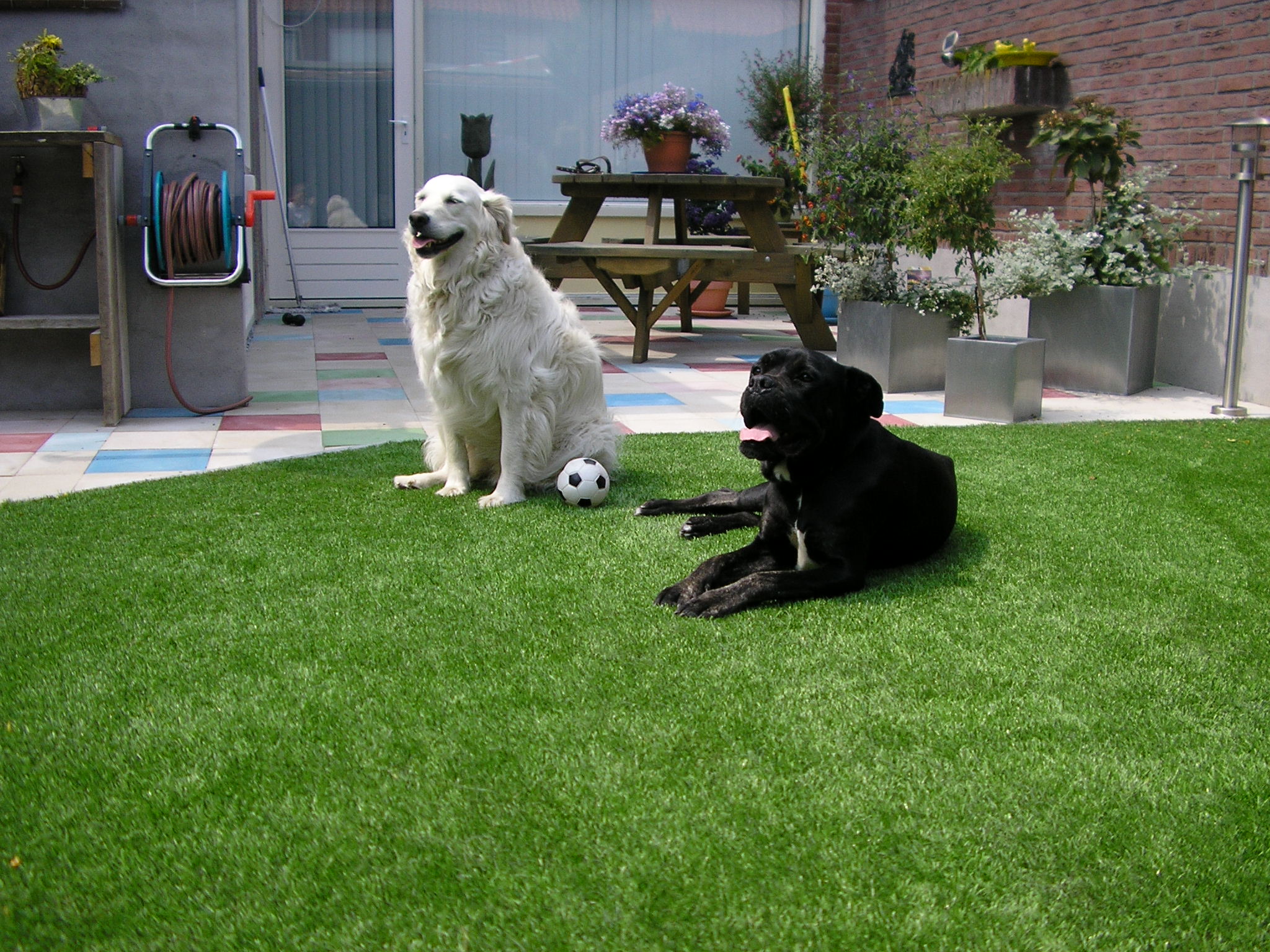 Grass Carpets and Your Pet: A Guide to Creating a Pet-Friendly Green Space