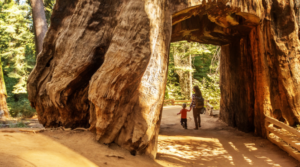 Best US National Parks Unforgettable Family Adventures in Nature