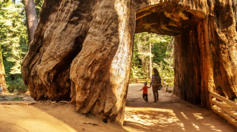 Best US National Parks: Unforgettable Family Adventures in Nature