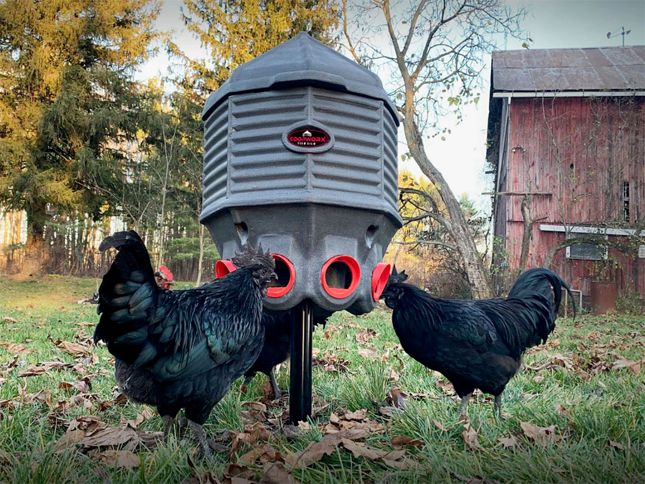 The Ultimate Guide To The Best Automatic Chicken Feeders