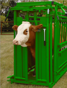 cattle head gates